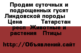 Продам суточных и подрощенных гусят Линдовской породы.  › Цена ­ 250 - Татарстан респ. Животные и растения » Птицы   